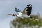 An endangered wood stork glides into its nest within a large rookery in south Florida. Art Print